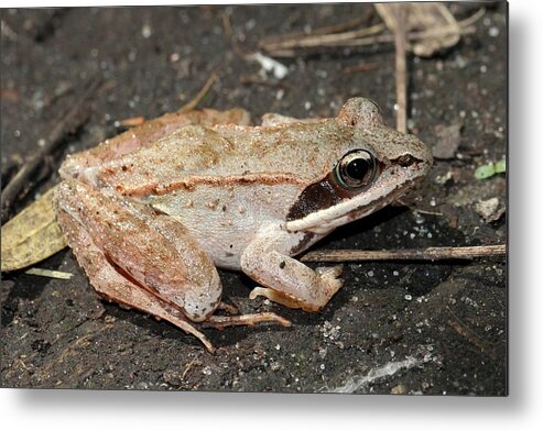 Wood Frog Metal Print featuring the photograph Wood Frog by Doris Potter