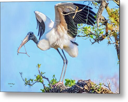 Wood Metal Print featuring the photograph Wood Stork - Nest Builder by DB Hayes