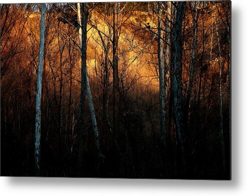 Forest Metal Print featuring the photograph Woodland Illuminated by Bruce Patrick Smith