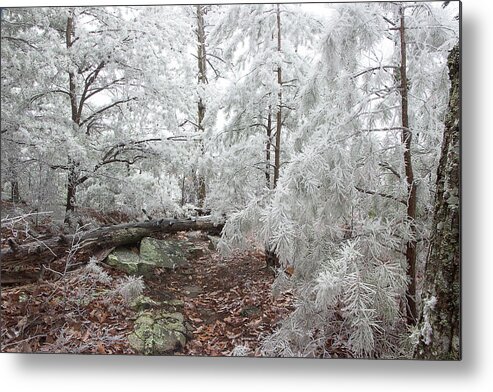 Frost Metal Print featuring the photograph Woodland Wonder by Mike Eingle