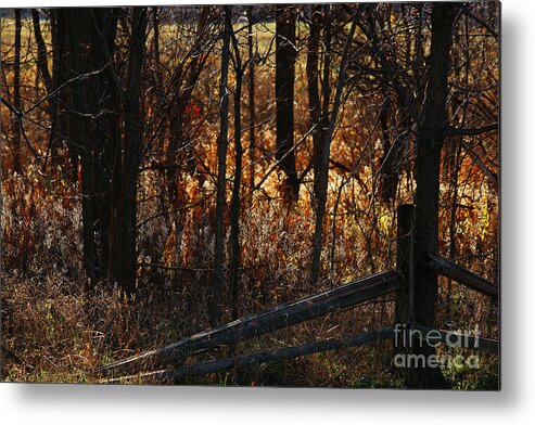 Michigan Metal Print featuring the photograph Woods - 1 by Linda Shafer