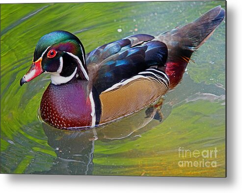 Duck Metal Print featuring the photograph Sunny Wood Duck by Larry Nieland