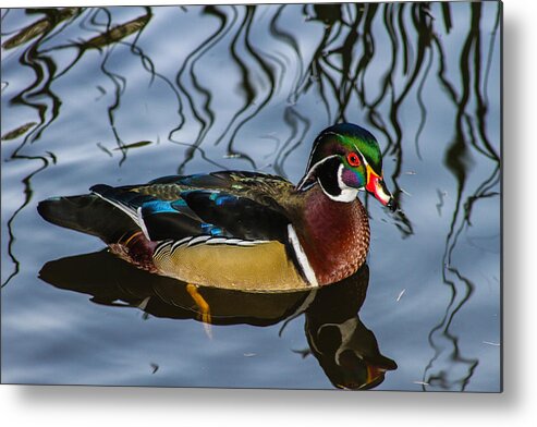 Duck Metal Print featuring the photograph Woody by Robert Hebert