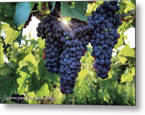 Yakima Valley Grapes Metal Print featuring the photograph Yakima Valley grapes by Lynn Hopwood