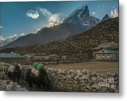 Everest Metal Print featuring the photograph Yaks Moving Through Dingboche by Mike Reid