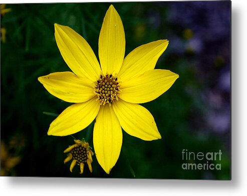 Adrian Laroque Metal Print featuring the photograph Yellow by LR Photography