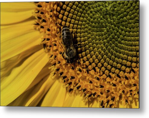 Winterpacht Metal Print featuring the photograph Yellow and Black by Miguel Winterpacht