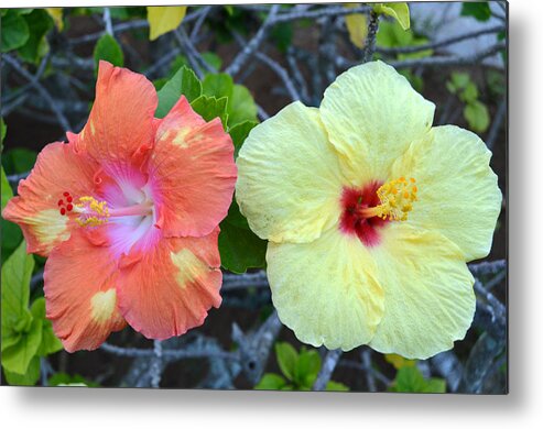 Flower Metal Print featuring the photograph Yellow and Orange Hibiscus Flowers by Amy Fose