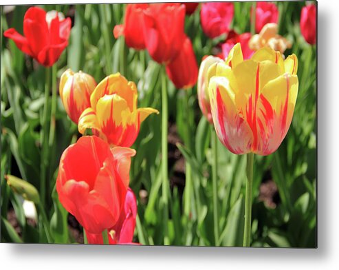 Yellow And Pink Tulips Metal Print featuring the photograph Yellow and Pink Tulips by Angela Murdock