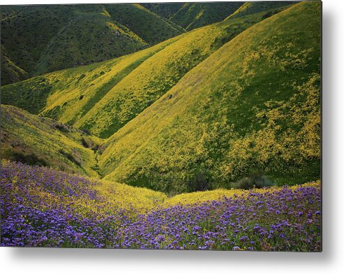 Wildflower Metal Print featuring the photograph Yellow and purple wildlflowers adourn the Temblor Range at Carrizo Plain National Monument by Jetson Nguyen