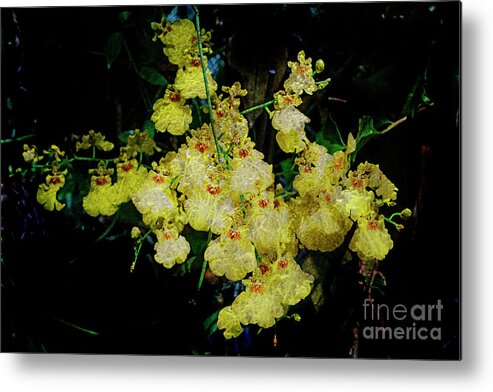 Floral Metal Print featuring the photograph Yellow/blk orchid flowers by Deb Nakano