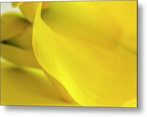 Anniversary Metal Print featuring the photograph Yellow Calla Lily by Teri Virbickis