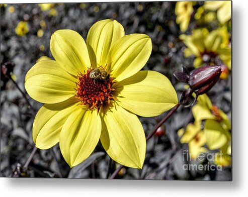 Dahlia Metal Print featuring the photograph Yellow Dahlia by Baywest Imaging