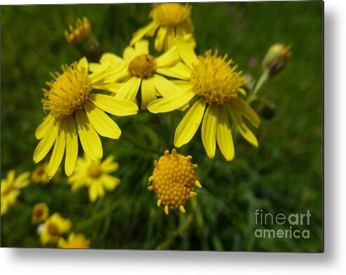 Beautiful Metal Print featuring the photograph Yellow Daisies 2 by Jean Bernard Roussilhe