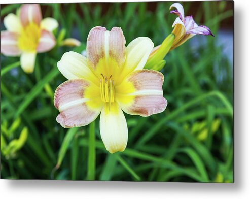Daylily Metal Print featuring the photograph Yellow Daylily by D K Wall