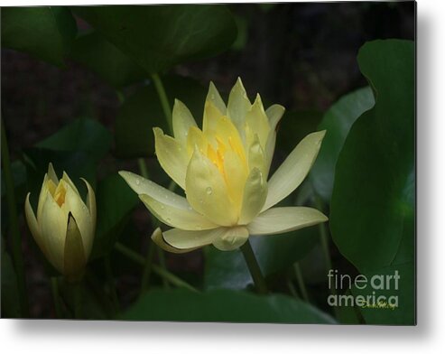 Lily Metal Print featuring the photograph Yellow Dwarf by Dodie Ulery