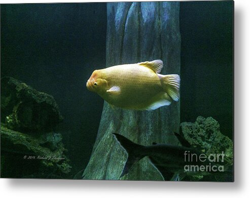 Butterfly Wonderland Metal Print featuring the photograph Yellow Fish In Tank by Richard J Thompson