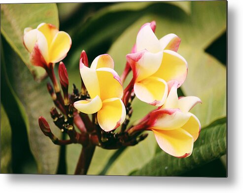 #flower #yellow #lanzarote #spain Metal Print featuring the photograph Yellow flower by Martina Uras