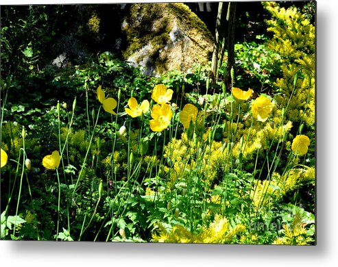 Flowers Metal Print featuring the photograph Yellow Flowers Bathing in the Sun by Tatyana Searcy