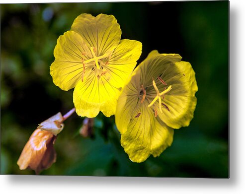 Flower Metal Print featuring the photograph Yellow is Gold Among the Flowers by John Haldane