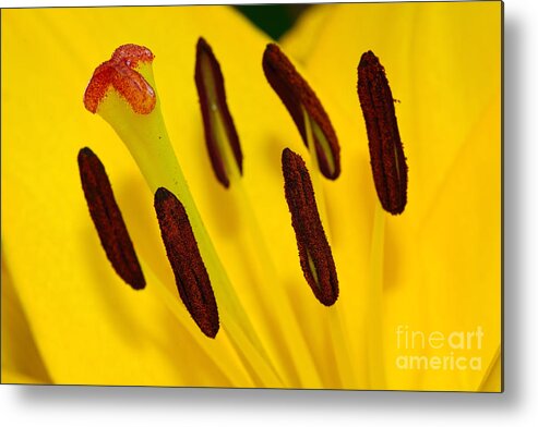 Photography Metal Print featuring the photograph Yellow Lily Stigma and Stamens by Kaye Menner by Kaye Menner