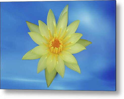 Blossom Metal Print featuring the photograph Yellow lotus by Ridwan Photography
