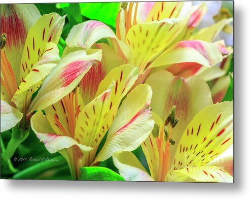 Peruvian Lilies Metal Print featuring the photograph Yellow Peruvian Lilies In Bloom by Richard J Thompson