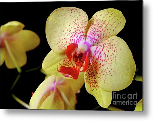Nature Metal Print featuring the photograph Yellow Phalaenopsis Orchid by Dariusz Gudowicz