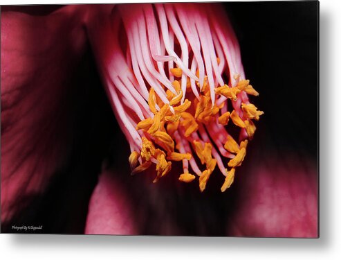 Pollen Metal Print featuring the photograph Yellow pollen 01 by Kevin Chippindall