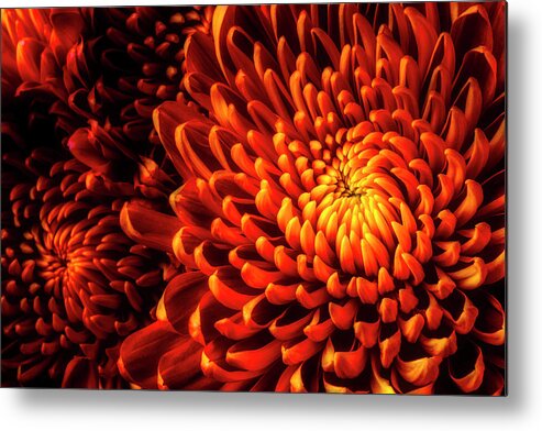 Yellow Metal Print featuring the photograph Yellow Red Spider Mums by Garry Gay
