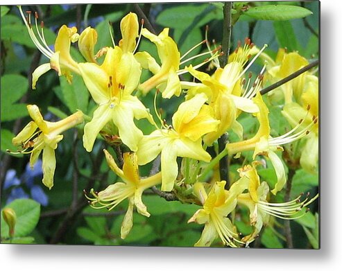Yellow Metal Print featuring the photograph Yellow Rhododendron by Carla Parris