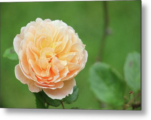 Kelly Hazel Metal Print featuring the photograph Yellow Rose in December by Kelly Hazel