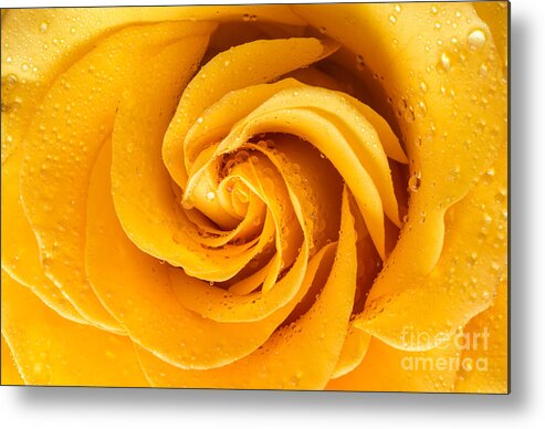 Anniversary Metal Print featuring the photograph Yellow Rose Invitation by Greg Summers