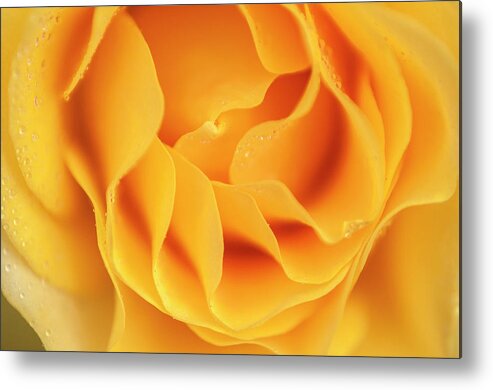 Flower Metal Print featuring the photograph Yellow rose of Texas by Usha Peddamatham