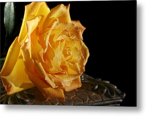 Yellow Metal Print featuring the photograph Yellow Rose by Robert Och