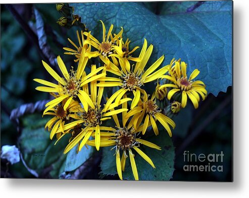 Flowers Metal Print featuring the photograph Yellow Stars by Yumi Johnson