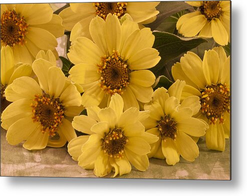 Toto Metal Print featuring the photograph Yellow Toto Lemon Rudbeckia by Sandra Foster