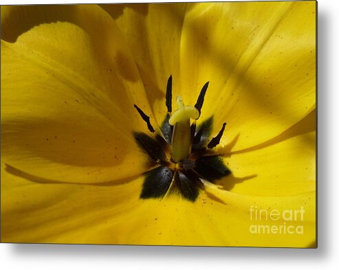 Beautiful Metal Print featuring the photograph Yellow Tulip 1 by Jean Bernard Roussilhe