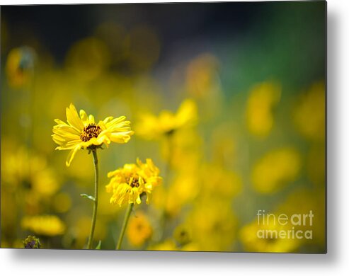 Yellow Spring Flowers Metal Print featuring the photograph Yellow Wild Flowers by Kelly Wade
