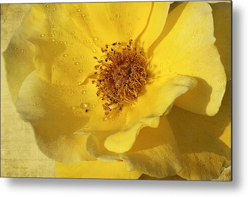 Rose Metal Print featuring the photograph Yellow Wild Rose by Phyllis Denton
