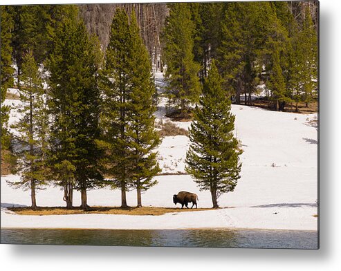 Buffalo Metal Print featuring the photograph Yellowstone Buffalo by Mike Evangelist