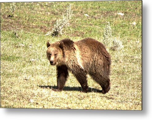 Grizzly Bears Metal Print featuring the photograph Yellowstone Grizzly Cub 2018 by Adam Jewell