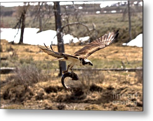 Osprey Metal Print featuring the photograph Yellowstone Osprey Feast by Adam Jewell
