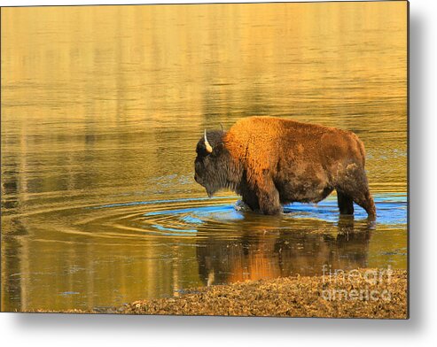 Bison Metal Print featuring the photograph Yellowstone Solo Swimmer by Adam Jewell