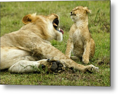 Africa Metal Print featuring the photograph Yikes by Michele Burgess