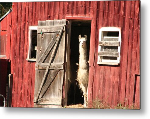 Llama Metal Print featuring the photograph You Rang by B Rossitto