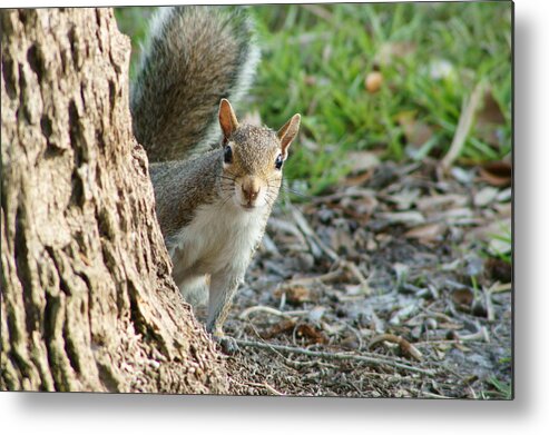 Squirrel Metal Print featuring the photograph You Still Following Me by Lynda Dawson-Youngclaus