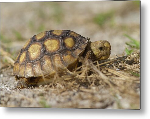 Tortoise Metal Print featuring the photograph Young Gopher Tortoise by Paul Rebmann