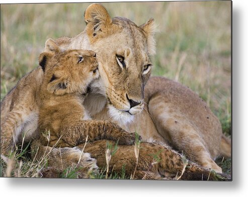 00761787 Metal Print featuring the photograph Young Lion Cub Nuzzling Mom by Suzi Eszterhas