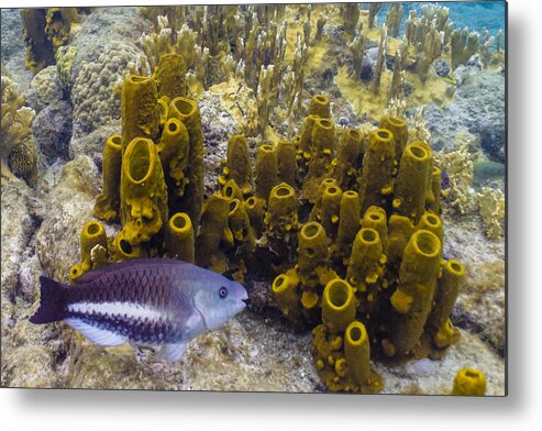 Ocean Metal Print featuring the photograph Young Queen by Lynne Browne